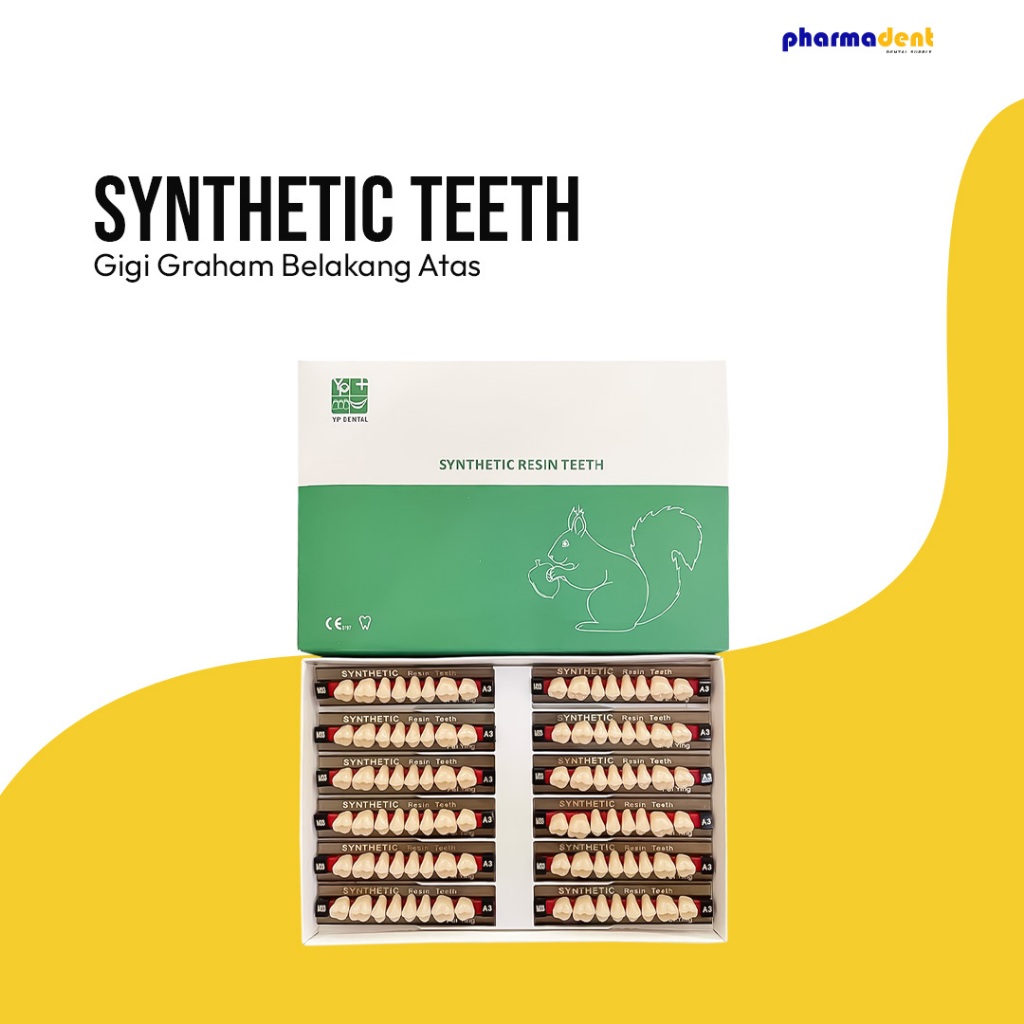 Pharmadent - Gigi Sintetis/Synthetic Teeth YP Dental Graham Atas 1 Baris 1 Box