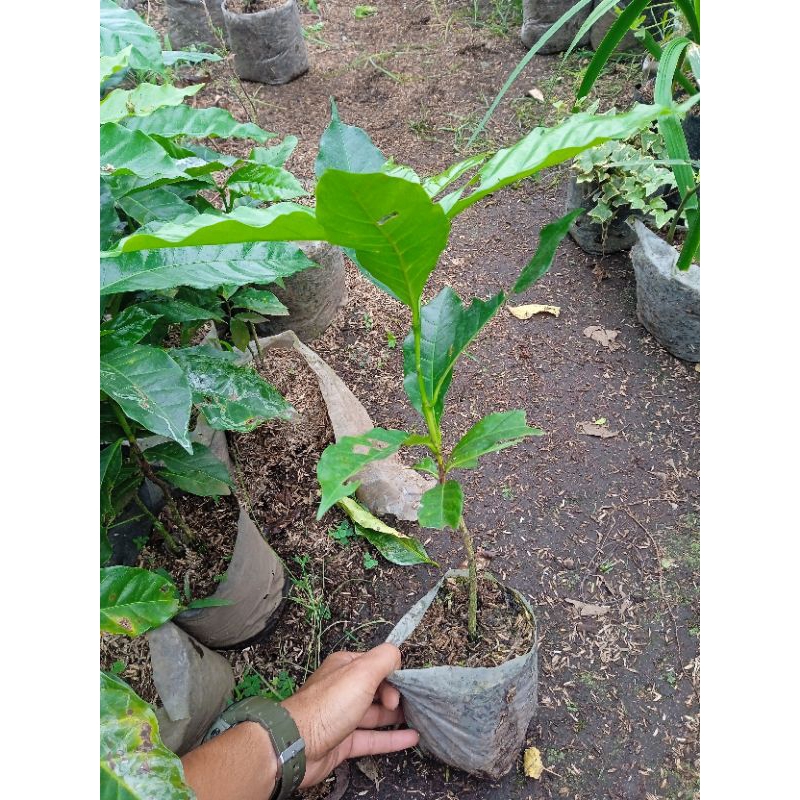 kopi arabika bibit tanaman kopi rimbun