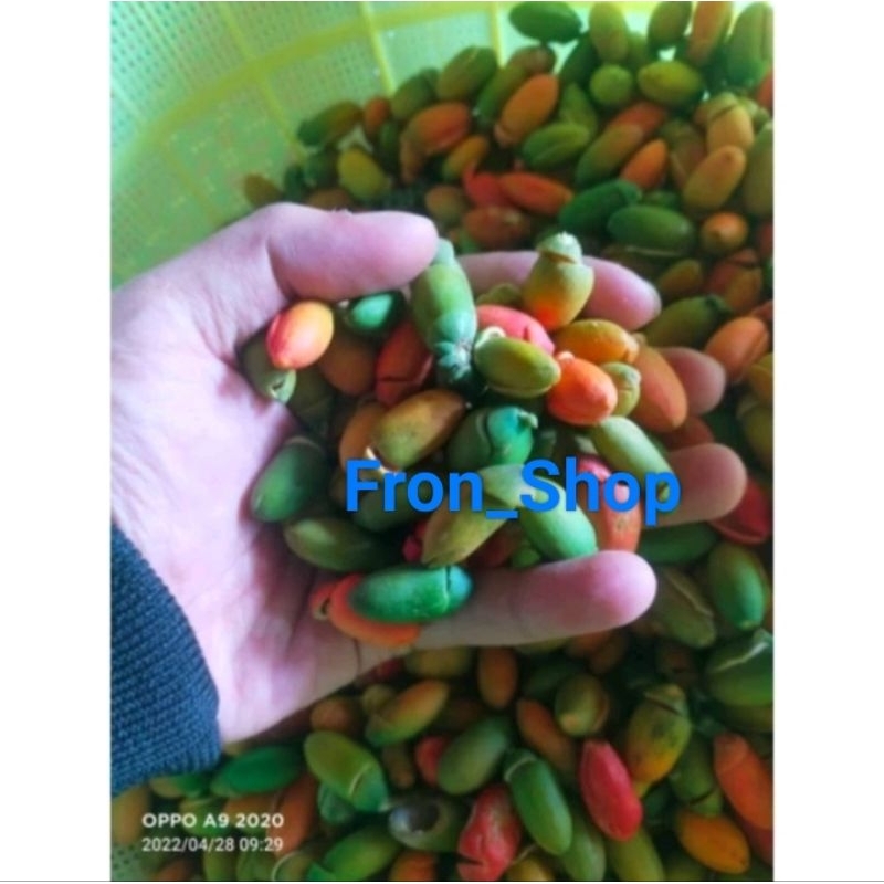 

500gr Kulit Melinjo Mentah Melinjo Sayur (Sayur Asam)