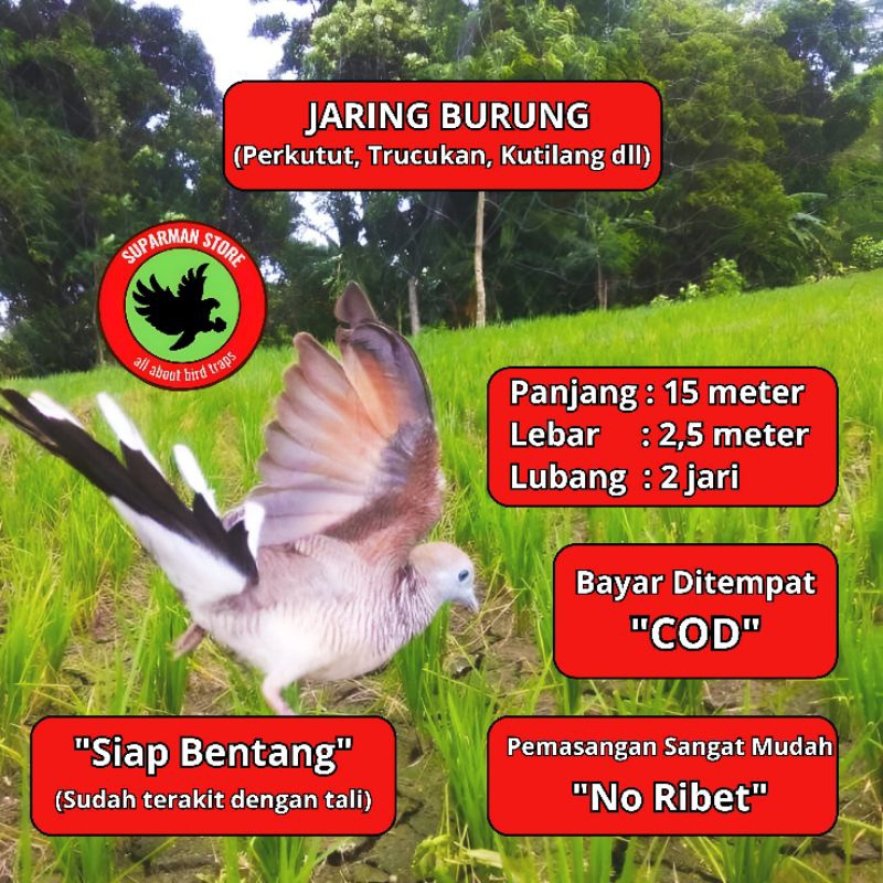 JARING KUTUT 15 JALA JARING KUTUT JELA PEMIKAT BURUNG PERKUTUT JALA PIKAT BURUNG PERKUTUT SIAP PAKE 