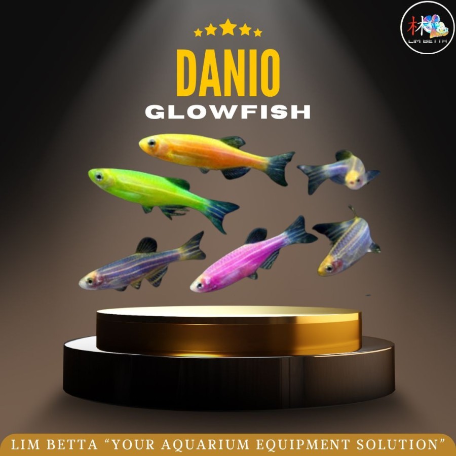 DANIO GLOFISH / DANIO GLOFISH / IKAN HIAS AQUARIUM