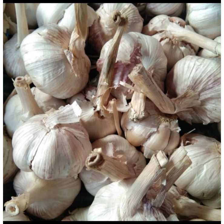 

bawang putih kotor 1kg