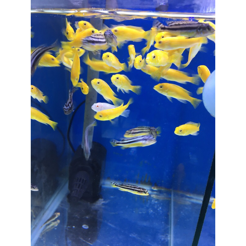 

STIKER ikan lemon kecil cyclid