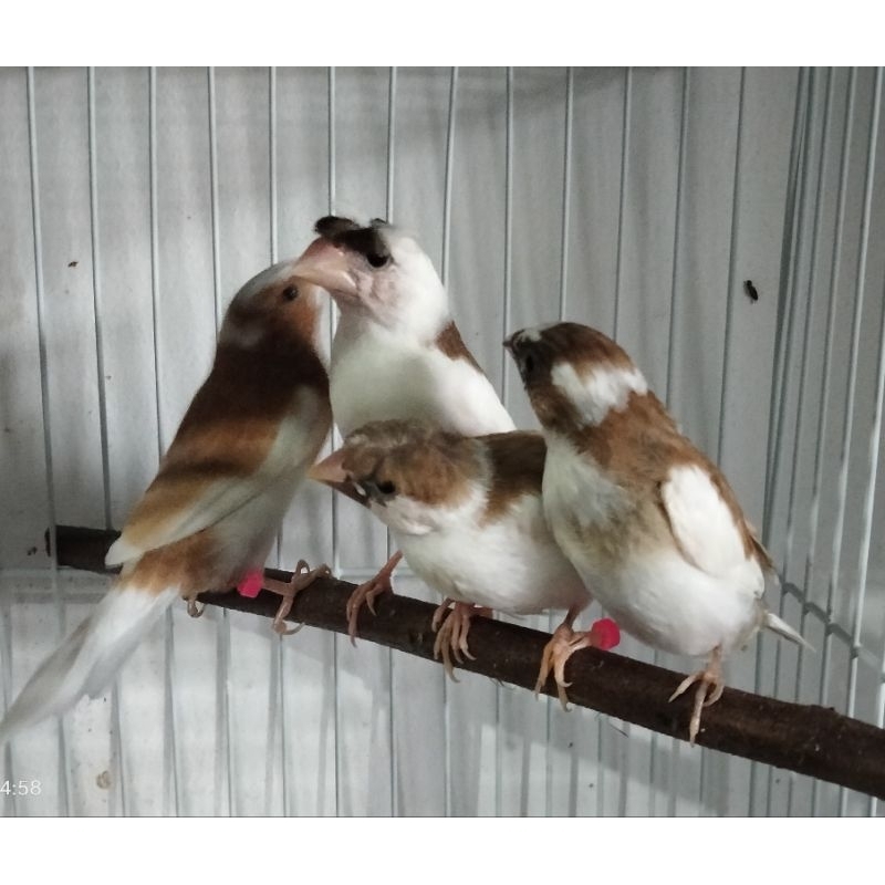 Emprit Jepang Dewasa Warna Warni Satuan