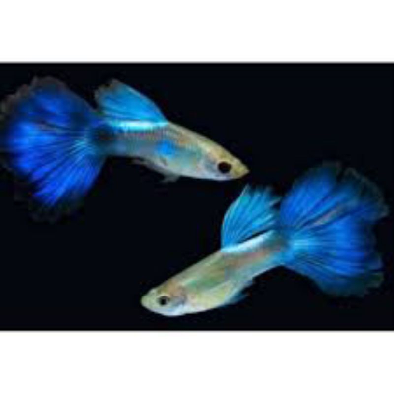 

Packing Styrofoam Guppy Blue Diamond