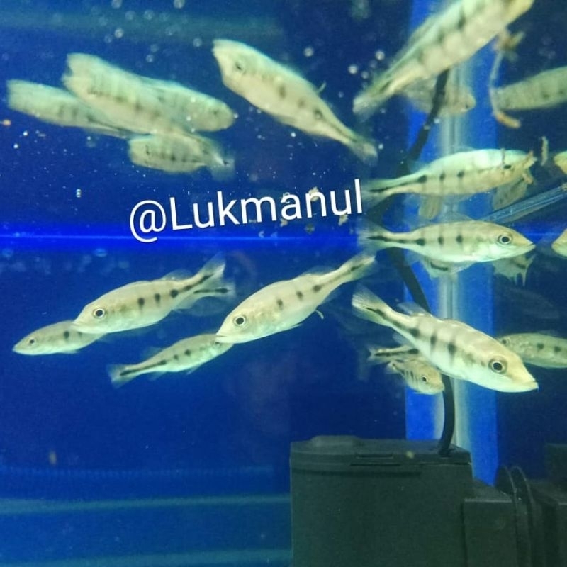 Ikan pbass mono peacock bass monoculus