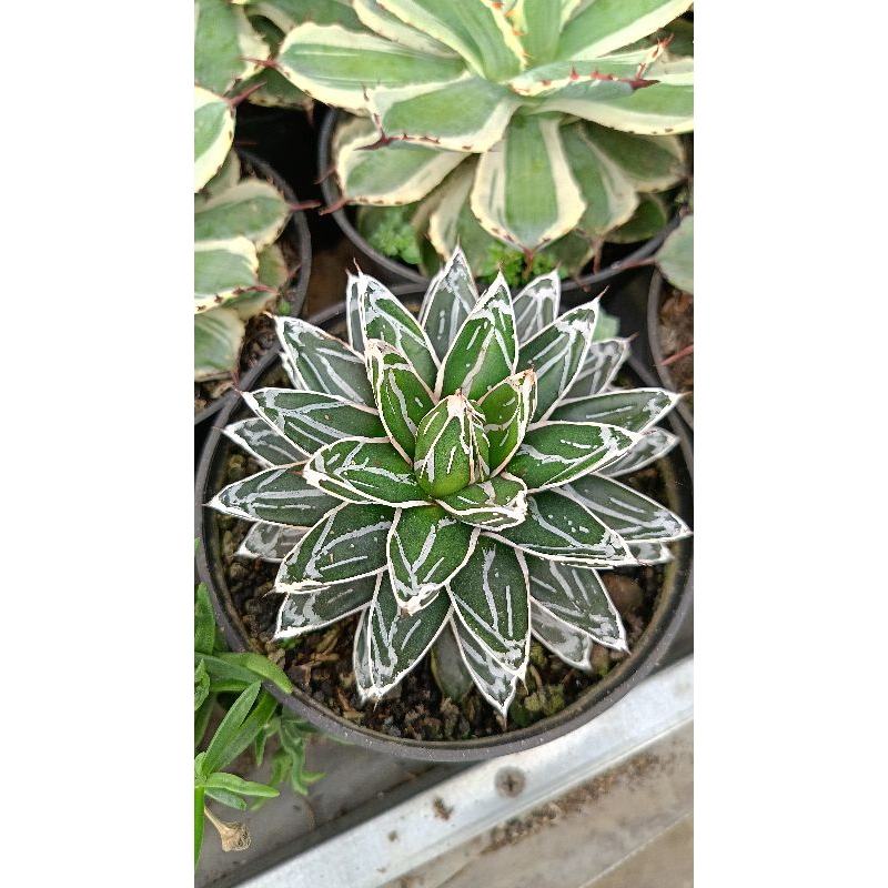 agave himeson ( Tip x )