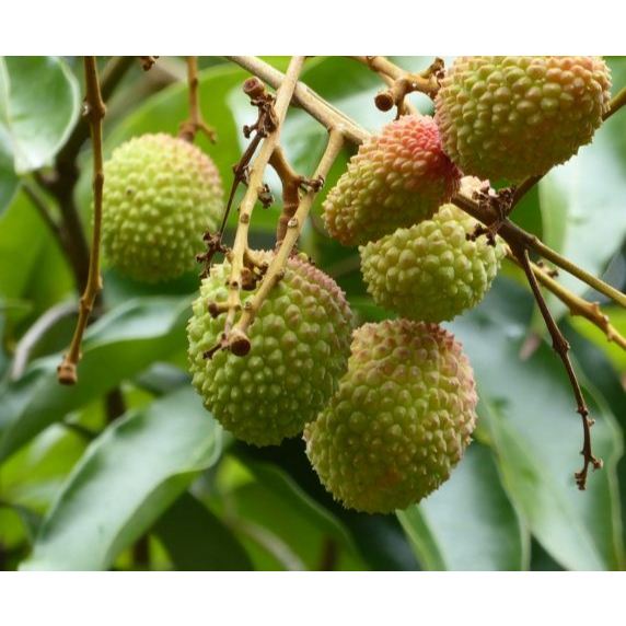 

AFGC Leci Segar Lomeci Lomeichi Madu Fresh Lychee IMPORT Gr Daging Tebal Biji Kecil