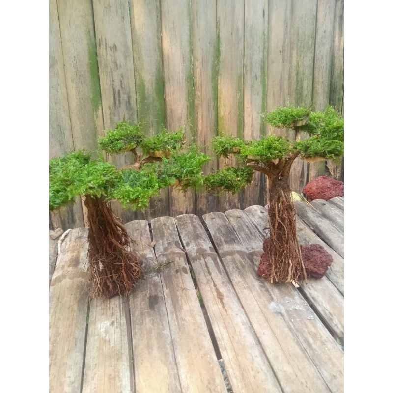 bonsai senggani aquascape