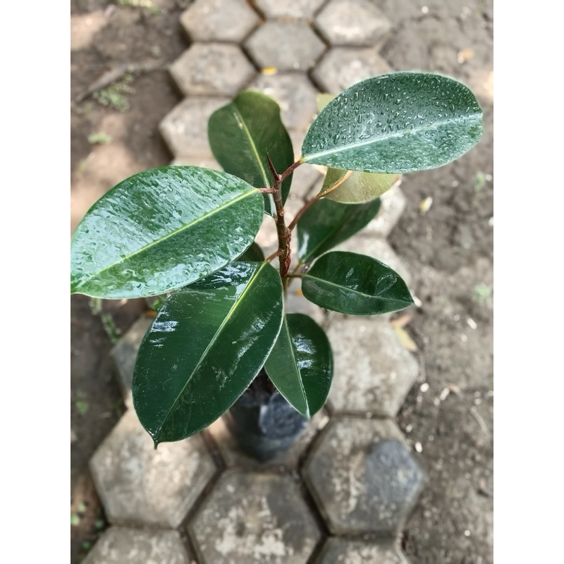 Ficus elastica