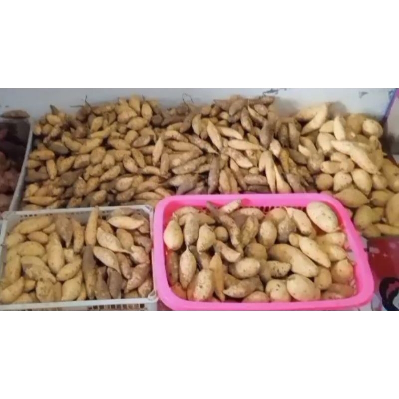 

Ubi Madu Cilembu Mentah