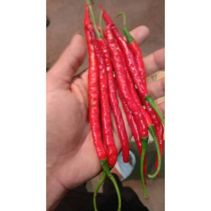 

Cabe Merah Kriting Segar per 500 gram