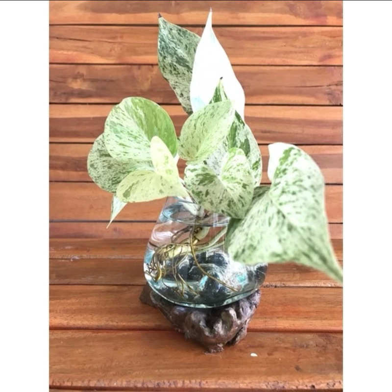 Aquarium kaca tiup | Terrarium kaktus sukulen | Aquarium cupang