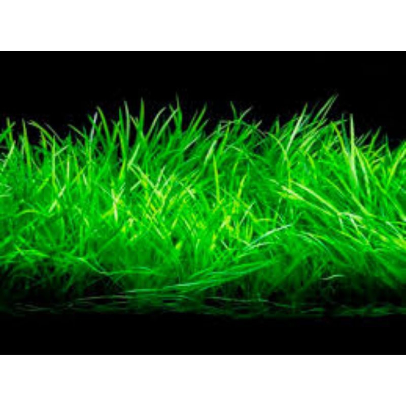 echinodorus tennelus