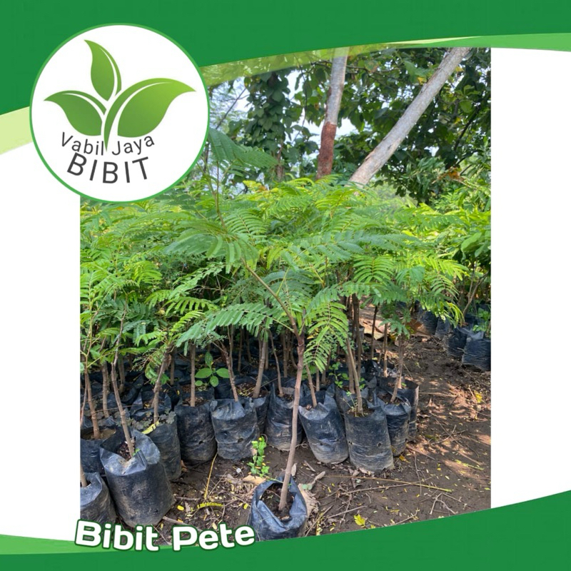 BIBIT PETE BATANG SUPER BESAR OKULASI RIMBUN