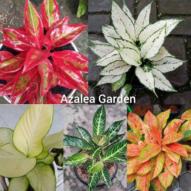 Bunga Aglonema Paket 5 Jenis