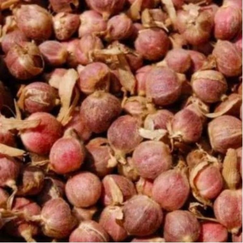 

Kapolaga Basah/Kapulaga isi 1kg