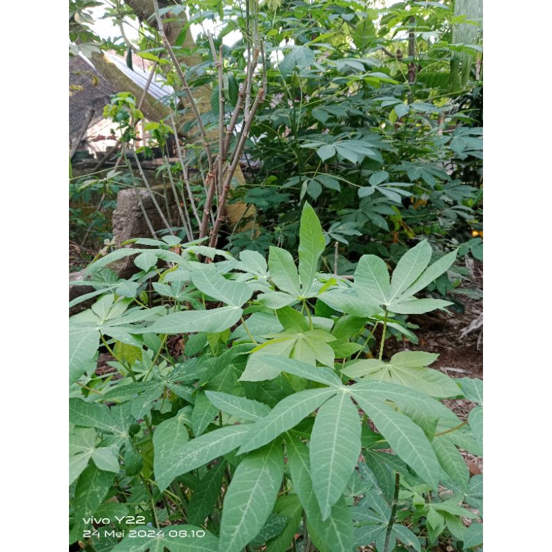 

DAUN SINGKONG SEGAR per 500 gram