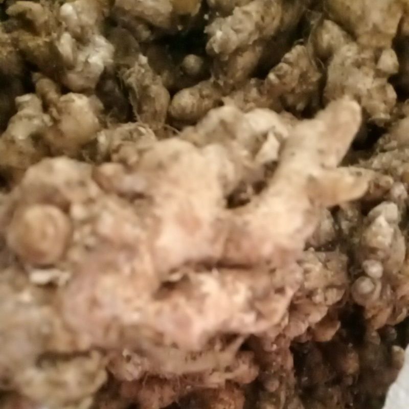 

JAHE EMPRIT 500 GRAM