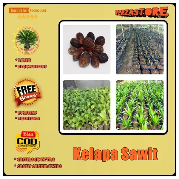 biji/benih/bibit tanaman kelapa sawit / 5 biji