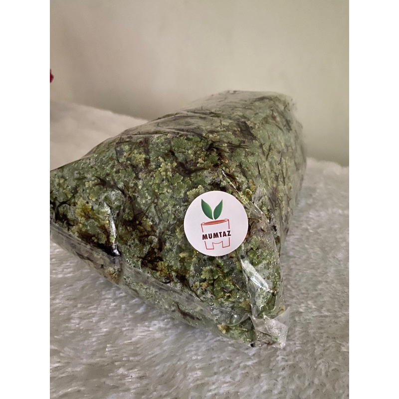 Azolla Microphylla pinata bibit