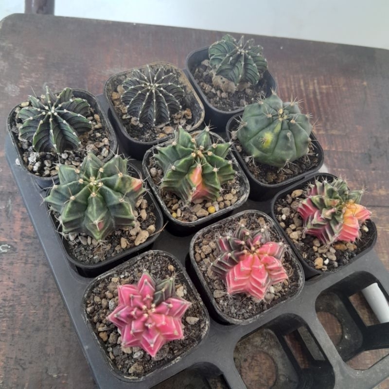 Gymno / Lb Hybrid Varigata