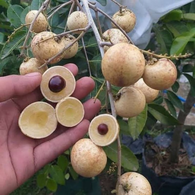Bibit kelengkeng matalada pilihan tinggi 1 meter siap berbuah