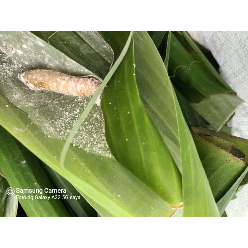 kepompong pisang isi 20