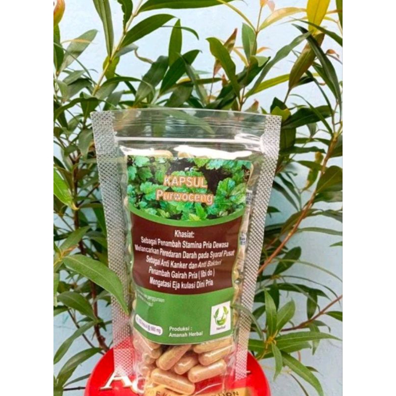 Purwoceng isi 100