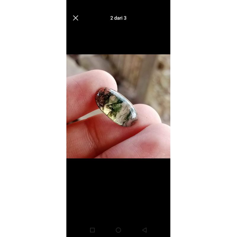 Lumut suliki kristal