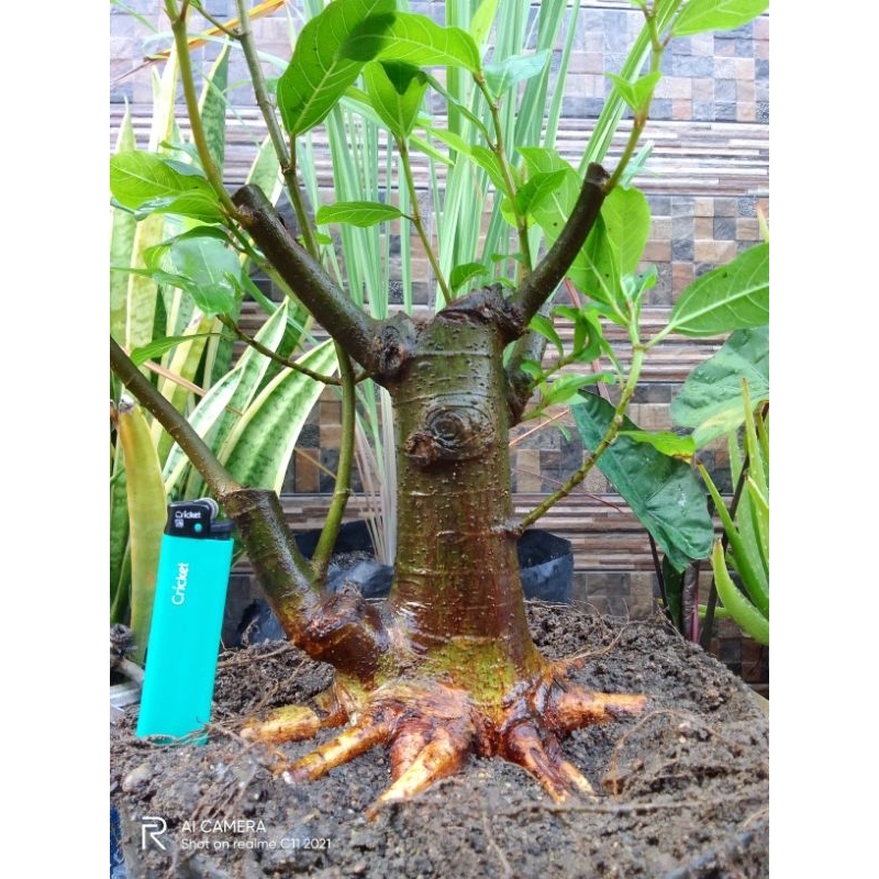 Bahan bonsai ficus loa realpict berkarakter bogel