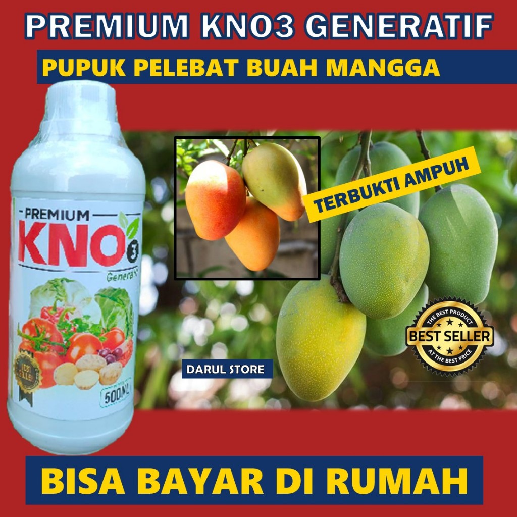 PUPUK MURAH POHON MANGGA BIAR TAMBAH BESAR CEPAT PANEN KNO3 PUPUK UNTUK MASA PEMBUAHAN BUAH MANGGA