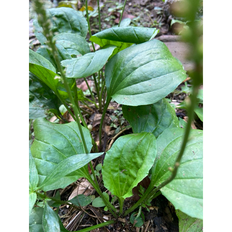 

Daun sendok segar daun kiurat segar 500 gram-az