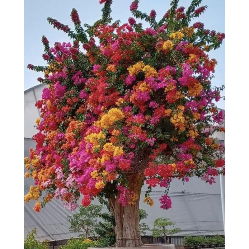 Bunga Kertas Bougenville 4-5 warna / Tanaman hias Bugenvil -Tanaman Hidup- Bunga Hias kembang kertas bougenville Hidup