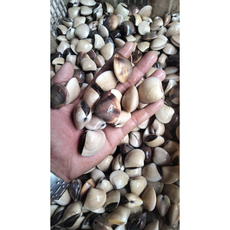 

Kerang kepa atau kerang tahu 1kg live hidup