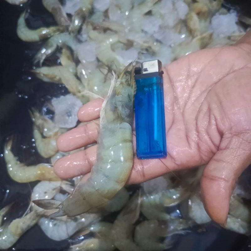 

Udang Vaname 30-40 ekor 1 kg Udang tambak Udang vaname
