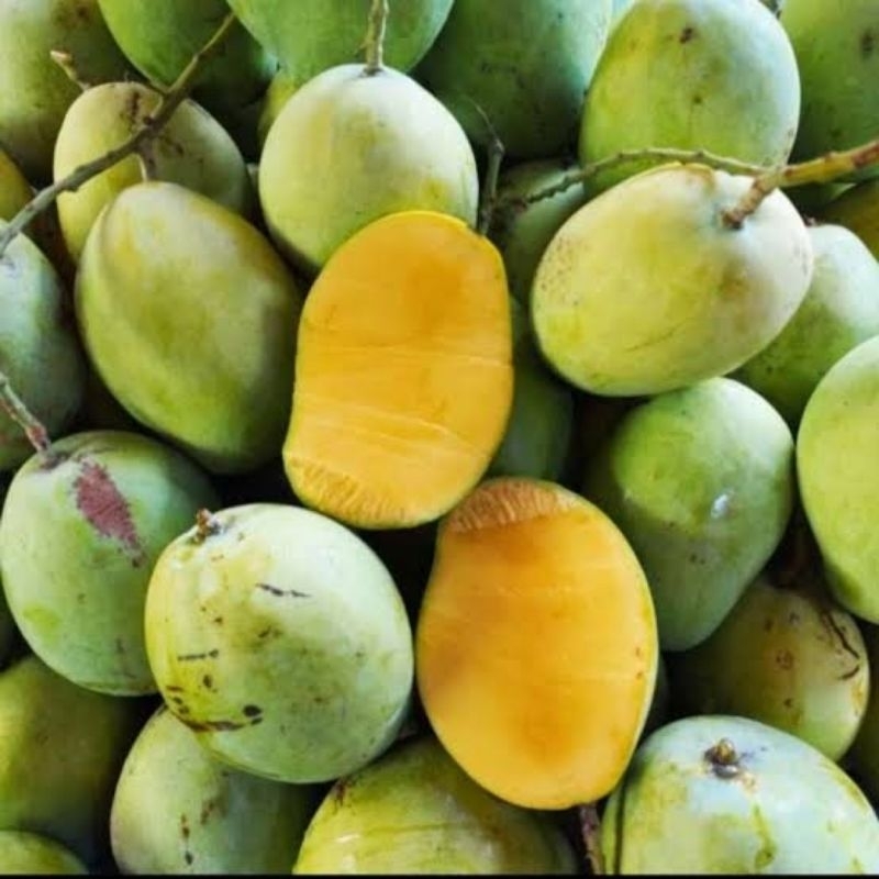 

mangga Indramayu 1 kg musiman