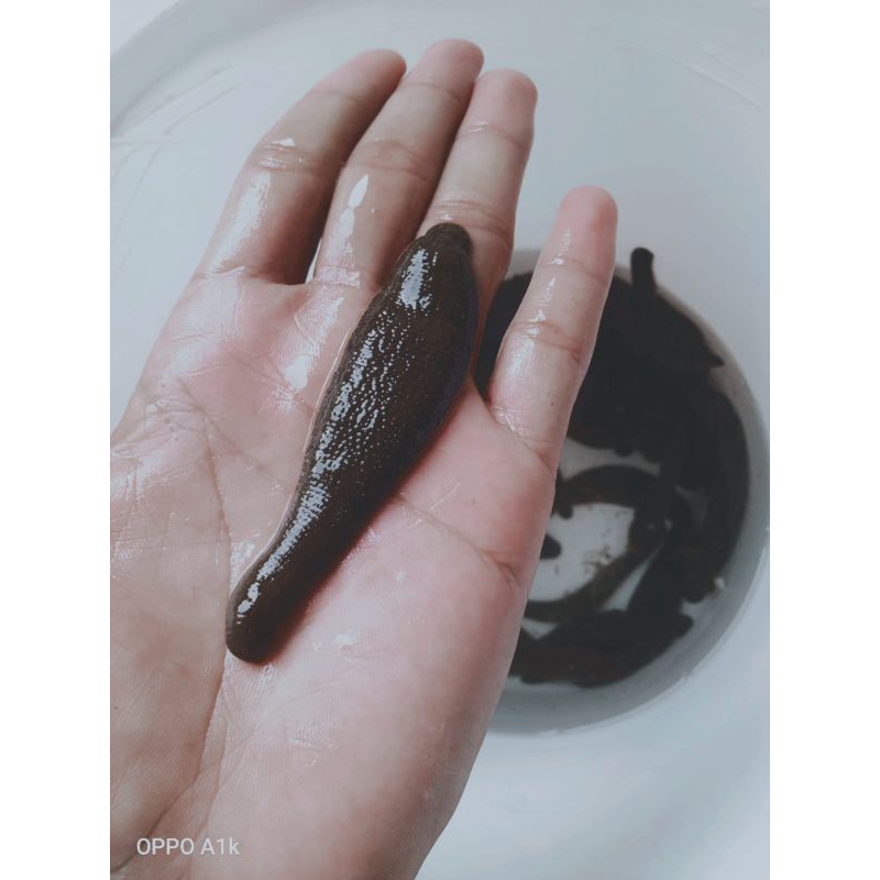 LINTAH HIDUP ASLI ALAM 100% STERILKAN LINTAH TERAPI KESEHATAN UKURAN BESAR