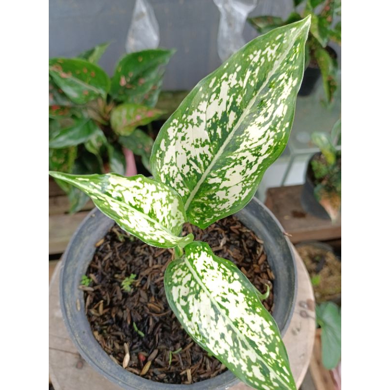 TANAMAN HIAS AGLONEMA SNOW WHITE / AGLONEMA ANAKAN