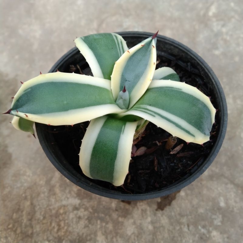 kaktus sukulent// agave patonii