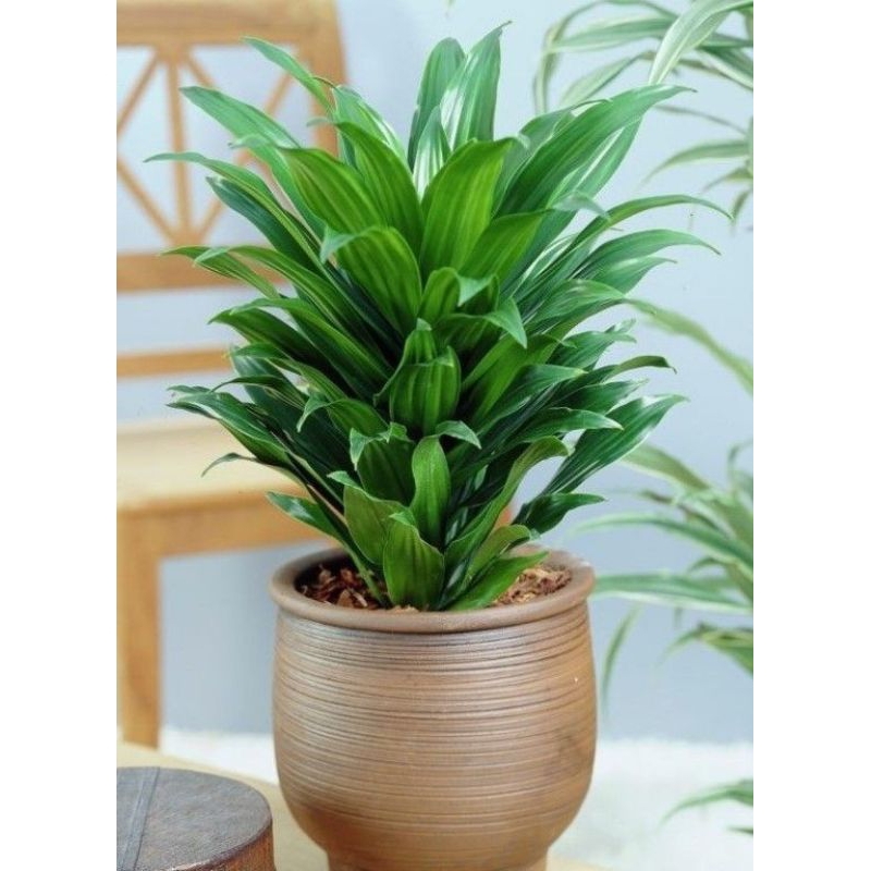 tanaman hias hanjuang kemoceng hijau - andong hijau - hanjuang mini