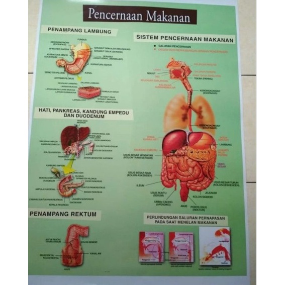 

Gambar Sistem Pencernaan Pada Manusia ART U1K9