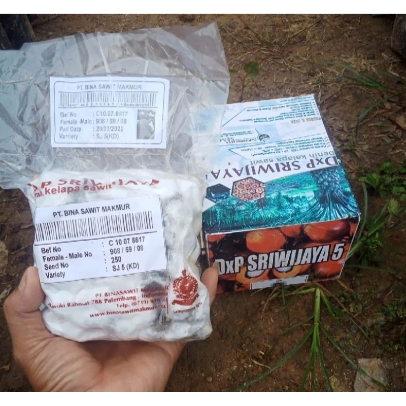 Benih Kecambah Polong Sawit SRIWIJAYA 5 BERSERTIFIKAT