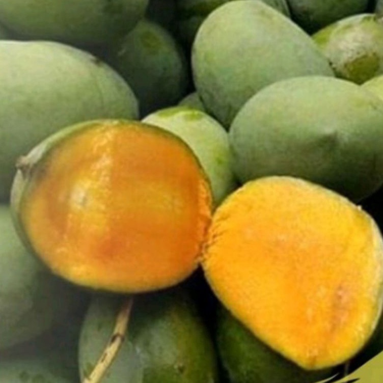 

o9 Kirim Sekarang MANGGA KWENI GRADE A PILIHAN SPESIAL B63