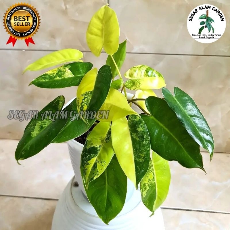 Tanaman Hias Philodendron Burlemax Variegata - Brekele Variegata