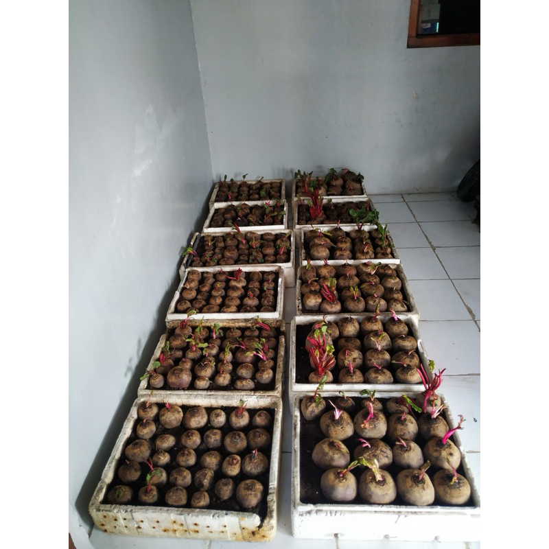 

Buah Bit segar
