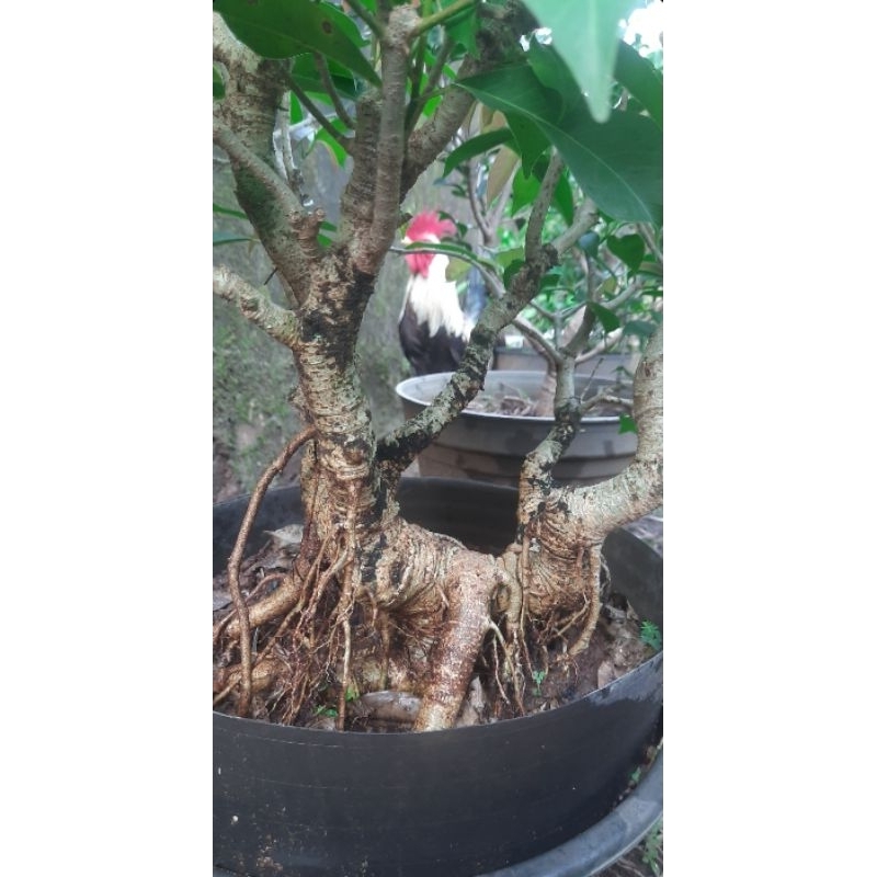 Bonsai Bunut