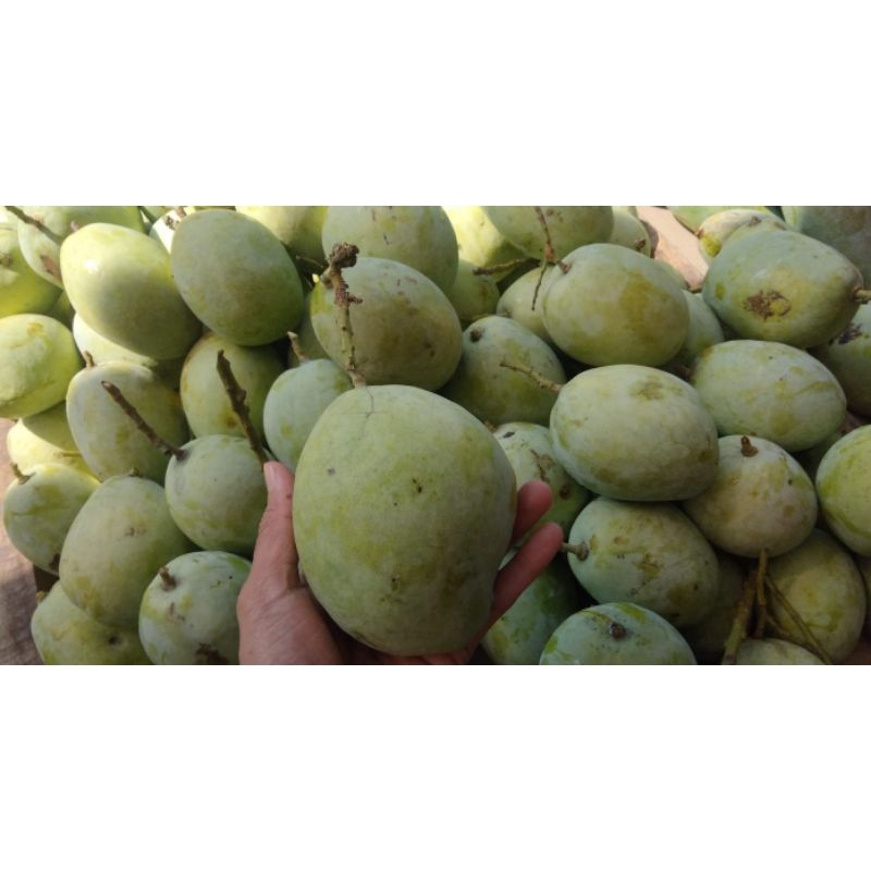 CENGKIR | Buah Cengkir | cengkir indramayu | mangga Cengkir rujak | Vegespot | buah segar