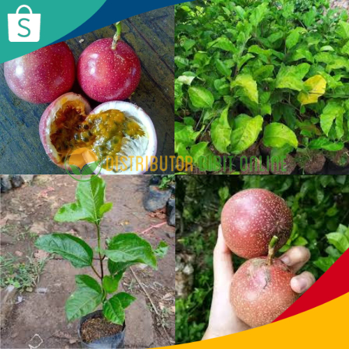 Bibit Tanaman Buah Markisa Merah Madu / Markisa Manis