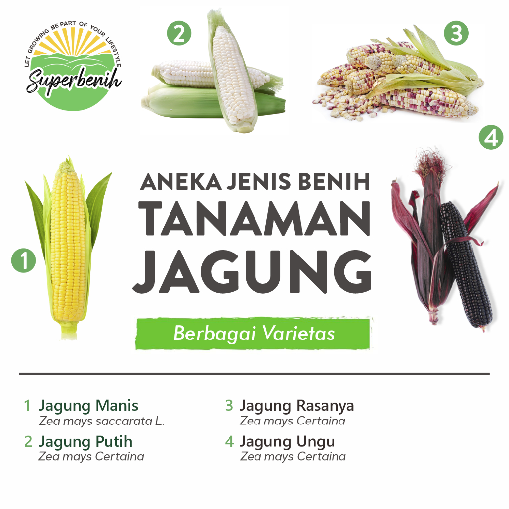 Aneka Benih JAGUNG Berbagai Jenis, JAGUNG MANIS, JAGUNG KETAN, JAGUNG UNGU DLL.